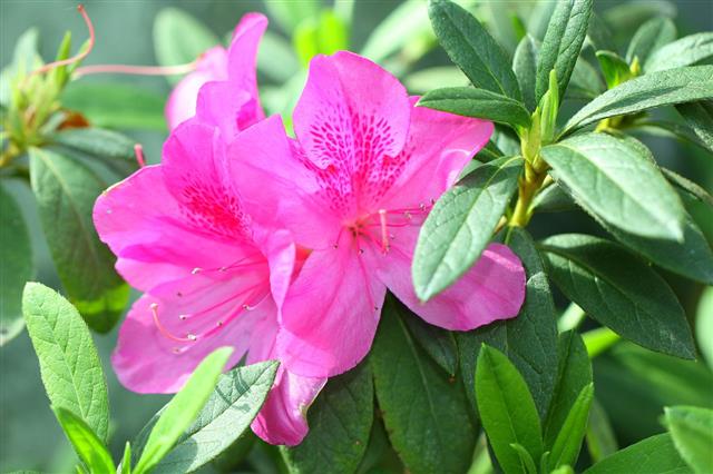 Pink Rhododendron