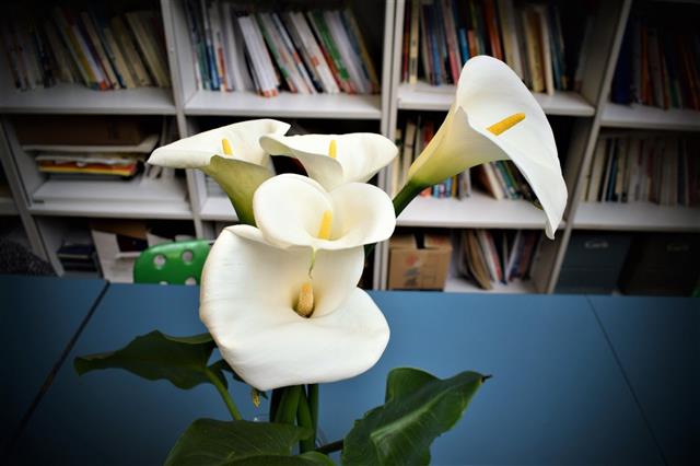 Calla