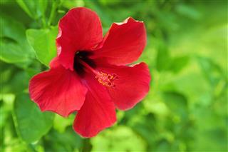 Red Hibiscus