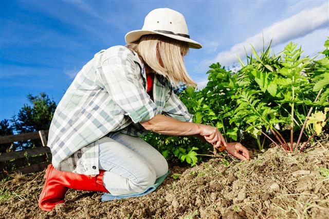 Gardener Weeding Vegetable Garden