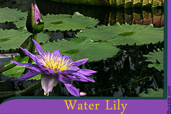 water lily
