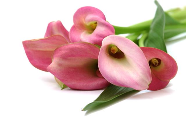 Callas