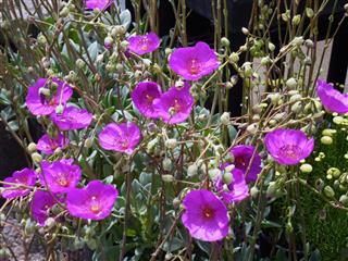 Cistanthe Grandiflora