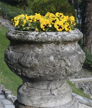 Yellow pansy flowers
