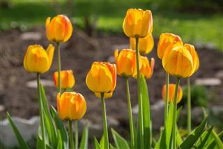 Yellow Tulips On A Flowerbed