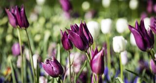 Colorful Tulips