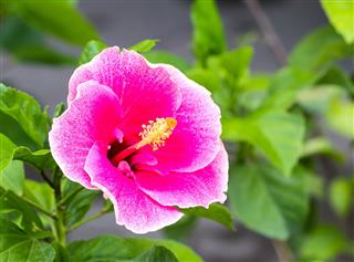 Pink Hibiscus Flowers