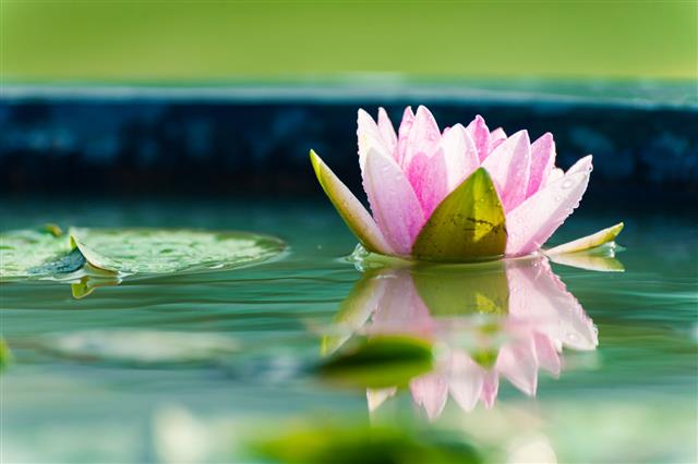 Beautiful Water Lily