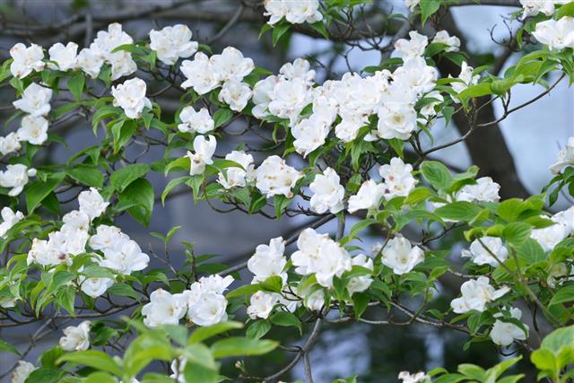 White flowering dogwood