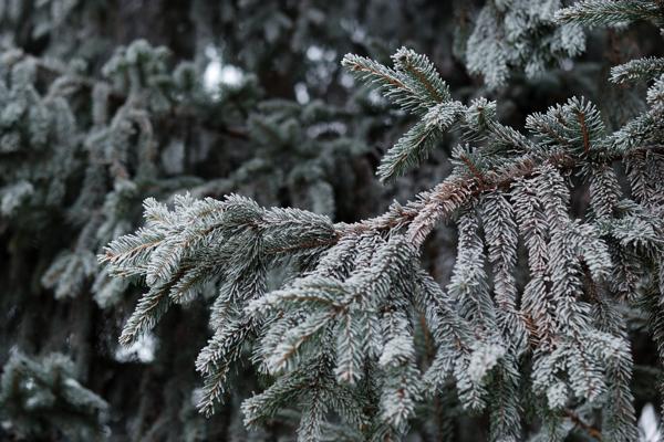 thuja