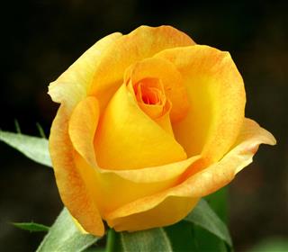 Close-up of Yellow Rose