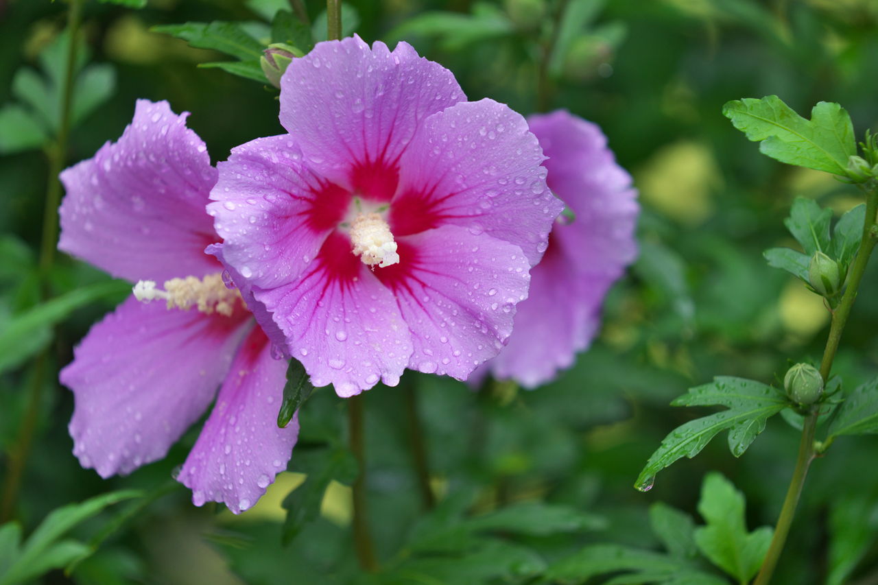 Rose Of Sharon