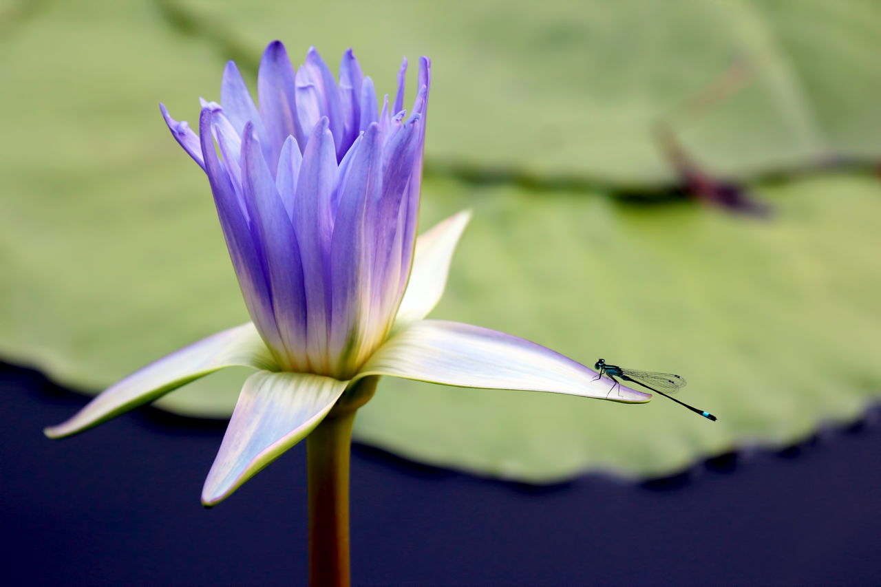 Blossoming Lotus With Dragonfly