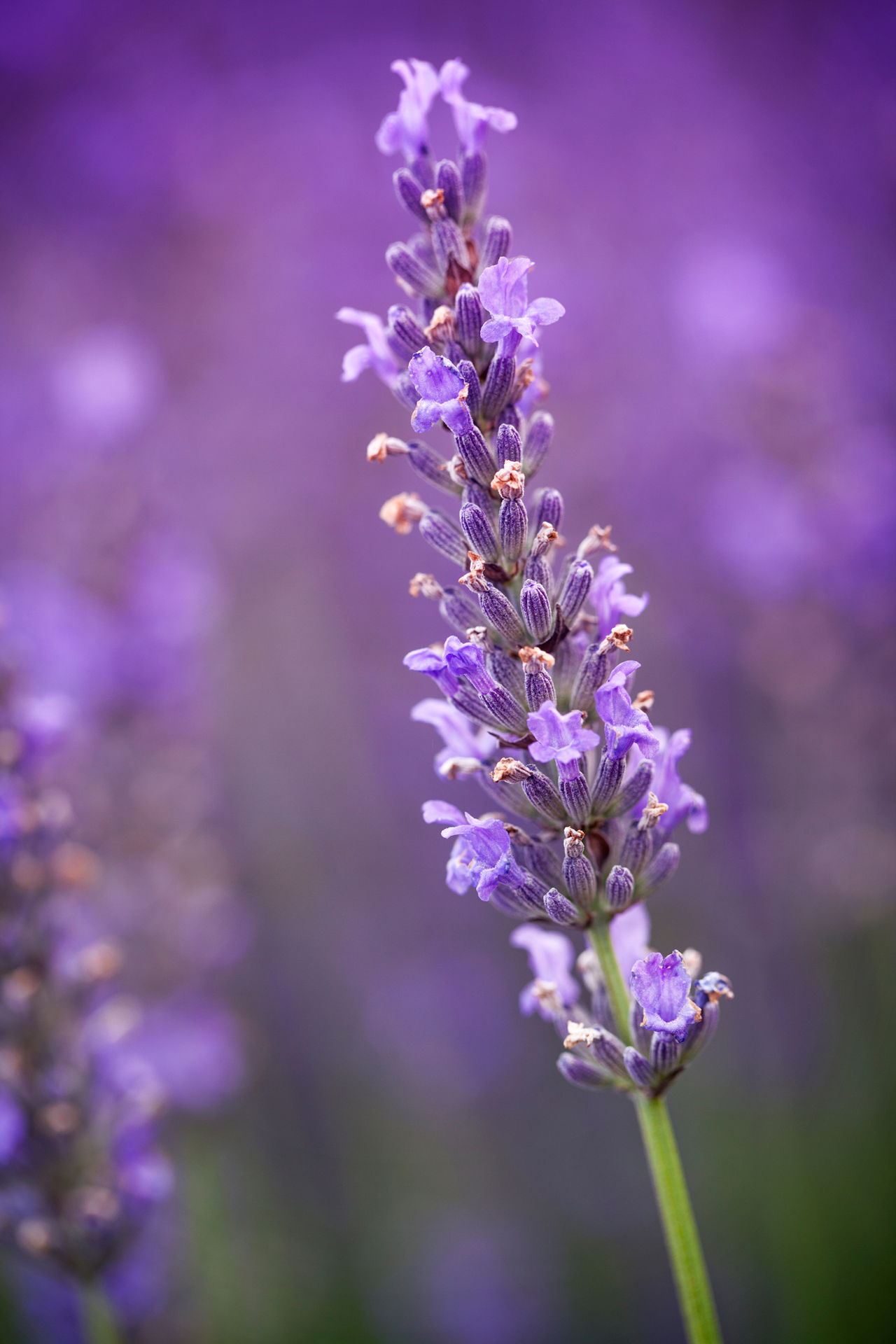 Lavender Flower