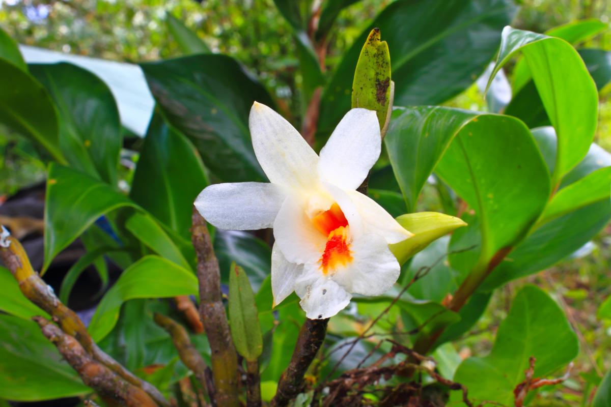 orchids in forest