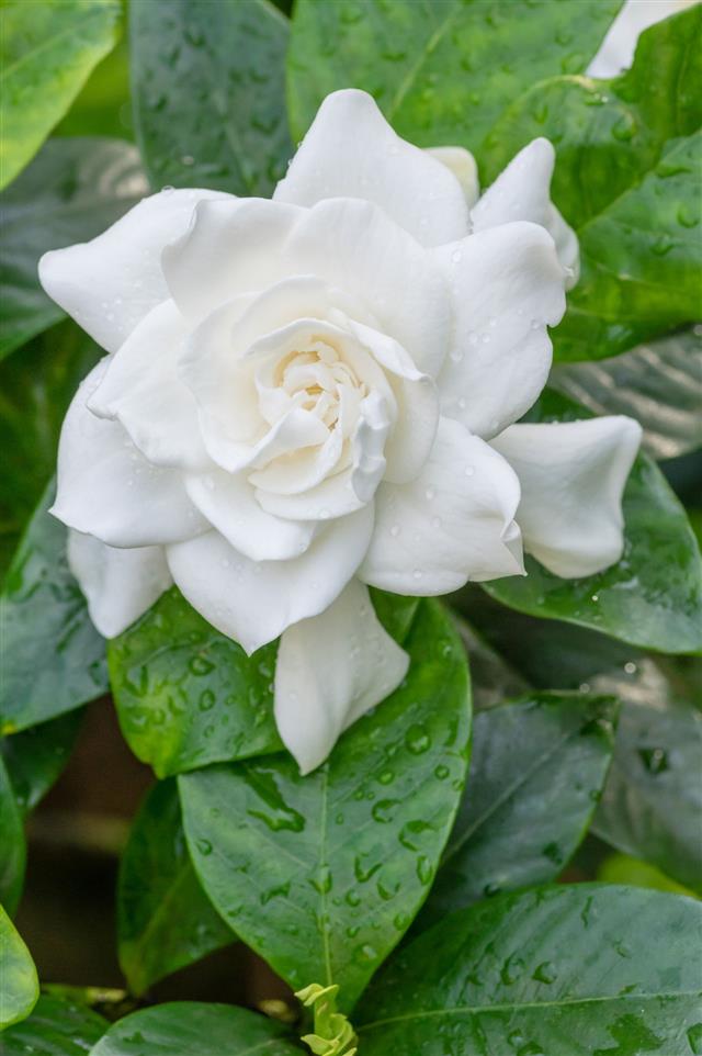 Gardenia flower