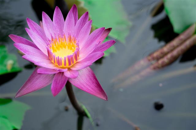 Lotus Blooming