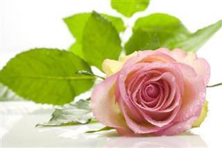 Pink Rose Covered With Droplets