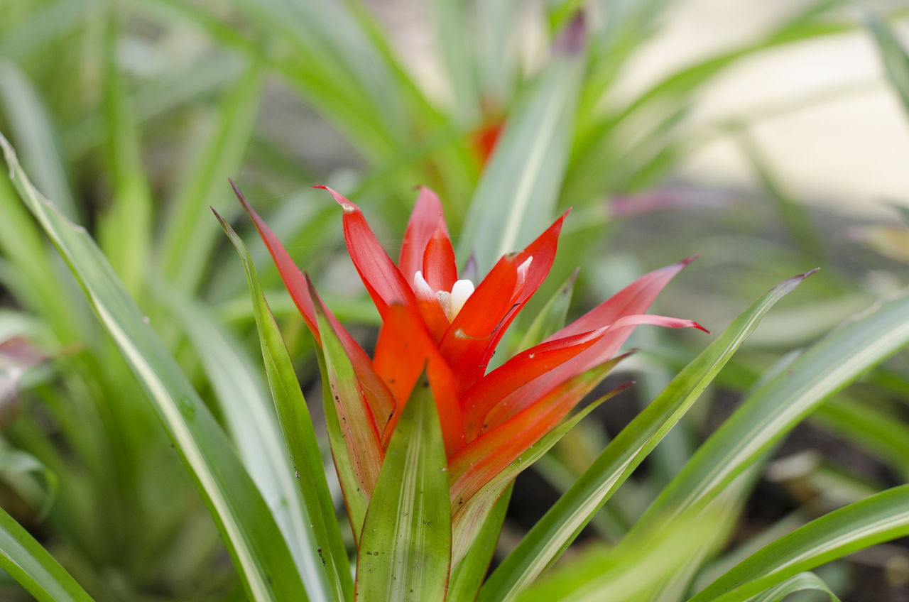 Red Bromeliads
