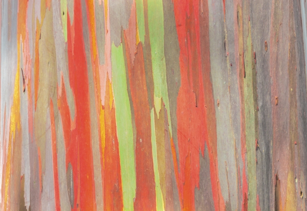 Bark of the rainbow eucalyptus