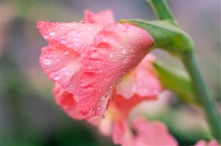 Gladiolus Flower