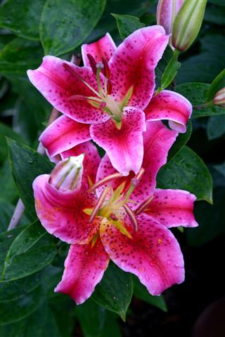 Beautiful Stargazer Lilies