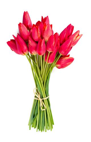 Bunch Of Red Tulips