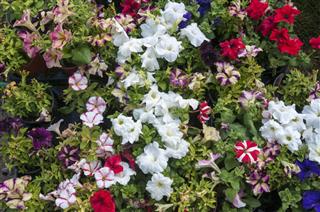 Petunias