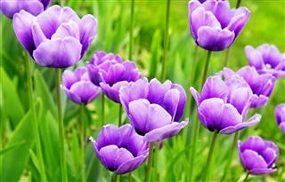 Tulips In The Garden
