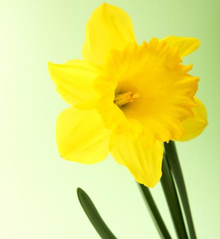 daffodil