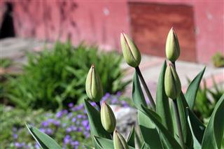 Tulips In The Country