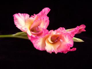 Gladiolus