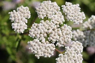 Achillea