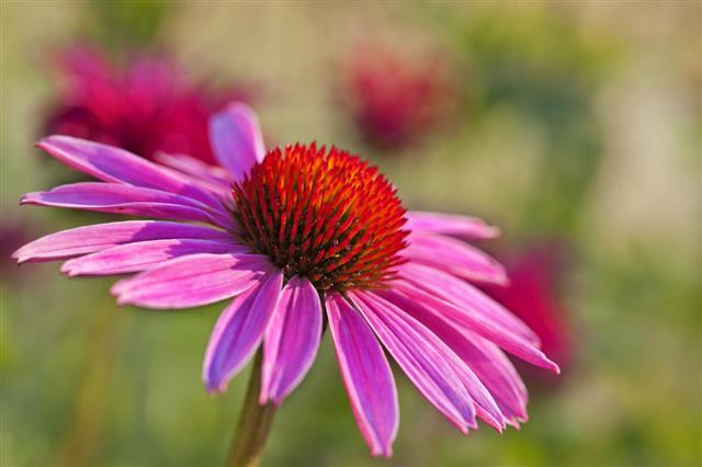 Echinacea