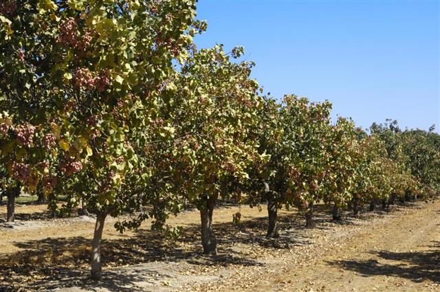 Orchard of Pistachio Nut