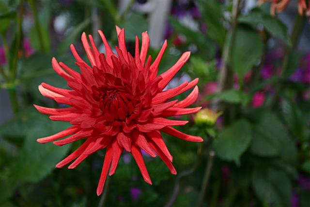 Dahlia
