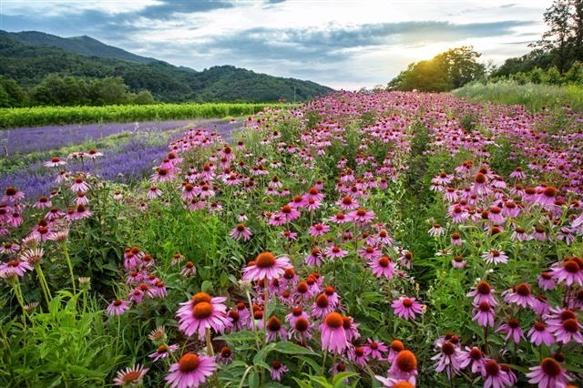 Echinacea And Lavender Field