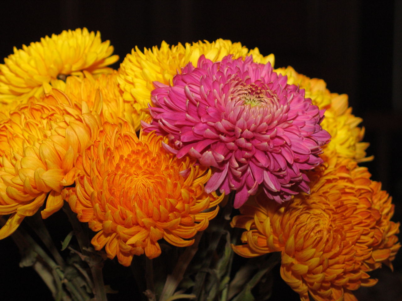 Chrysanthemum