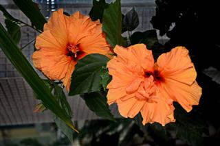 Beautiful Hibiscus Flower