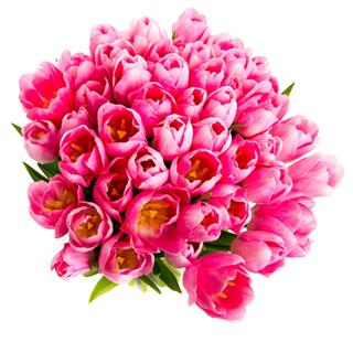 Pink Tulips