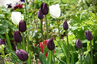 Black Tulips