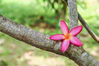 Desert Rose Beautiful On The Tree