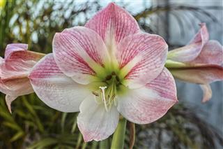 Amaryllis Flower