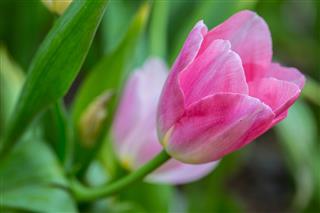 Tulip Flower