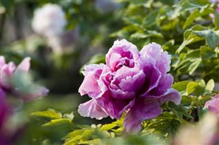 Peony