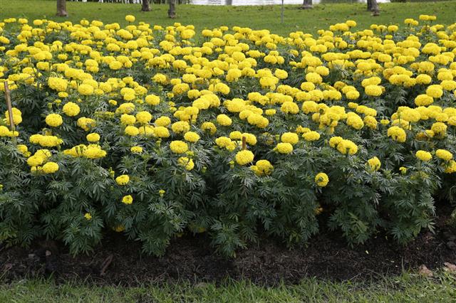 Marigold Flowers Garden