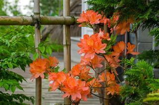 Azaleas Blooming