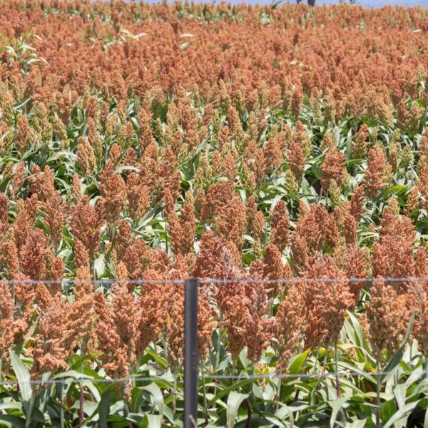 Sorghum field