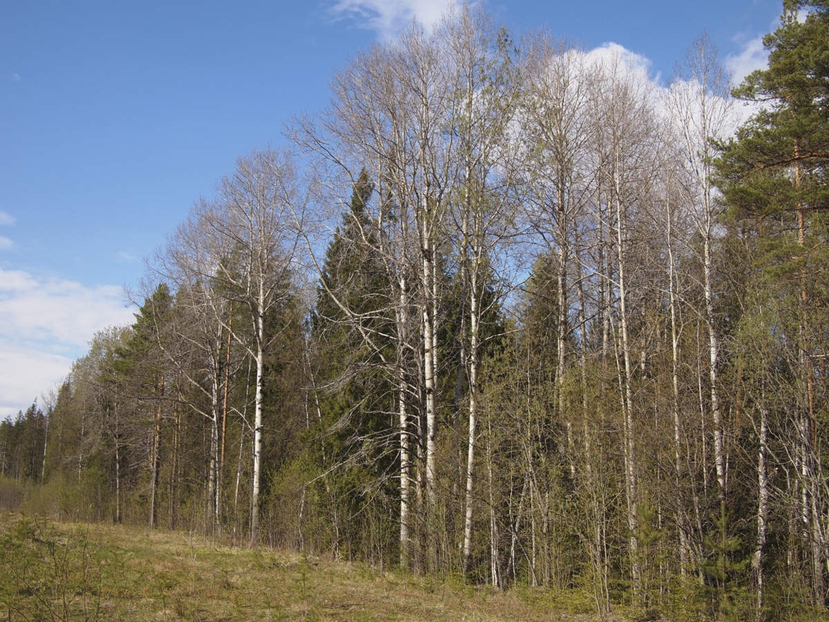 spring forest
