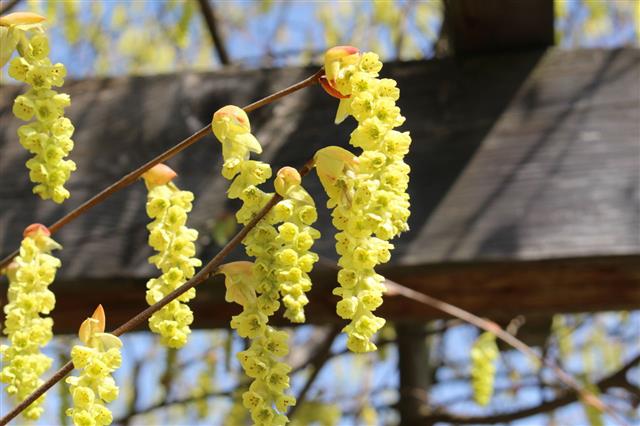 Corylopsis Sinensis Flower